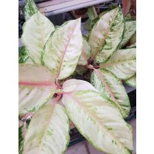 Aglaonema P-12 Frozen