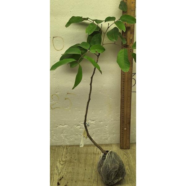 Димокарпус лонган "Красный Лист" (Индонезия)(Привитый) / Dimocarpus longan ‘Red leaf’ (Indonesia)(grafted) 82