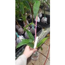 Hoya archboldiana No.2 Pink 339
