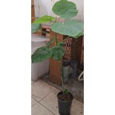 Фикус зонтичный / Ficus Umbellata (L)