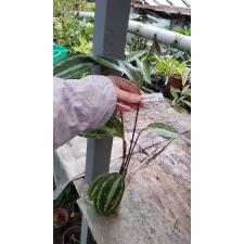 Calathea picturata 'Vandenhecki' 200