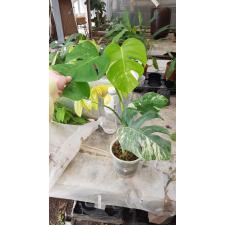 Monstera variegata leaves pot 3500р голландия