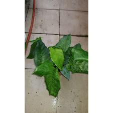 calathea network musaica