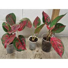 Aglaonema Red Ochin A-138