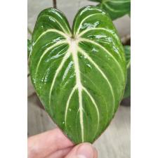 Филодендрон глориосум х сиб / Philodendron gloriosum × sib