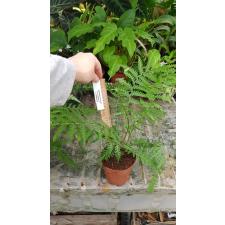 Dicksonia Antarctica   12 cm pot ps.06,10   
