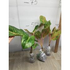 Aglaonema Sripayom A-126