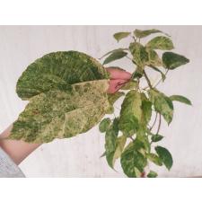 Ficus sp.(T16) variegated Indonesia 141