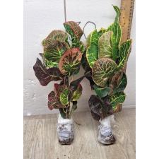 Codiaeum Ploen Chit A51