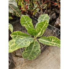 Codiaeum Siam Harmonius (yellow form) 60 