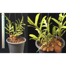 Lecanopteris sp. 'Fat Root Fern'