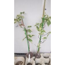 Brunfelsia australis albomarginata 239