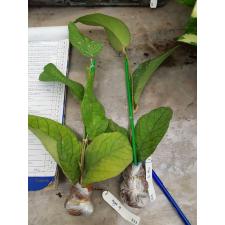 Hoya vitellinoides (big leaf) 853