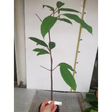 Enicosanthum sp.(T02)(seedling)294 pot