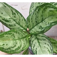 Аглаонема Рич номер 3 /  Aglaonema Rich no.3 A-67