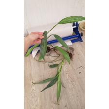 Philodendron Silver Spirit 110p