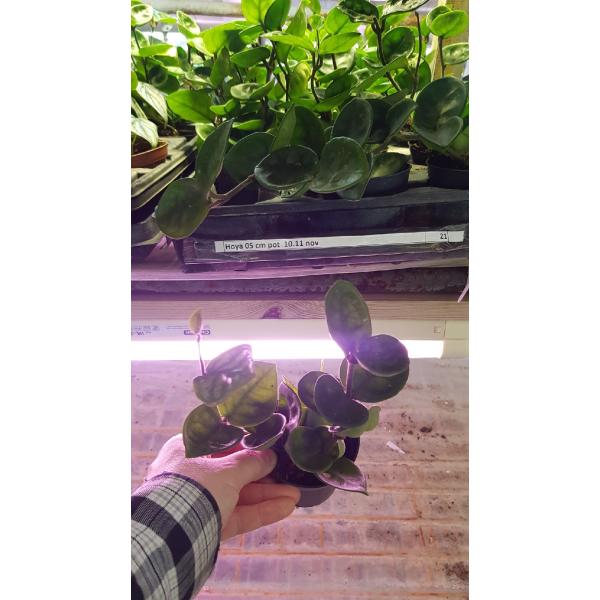 Хойя карноза «Челси» / Hoya carnosa 'Chelsea'