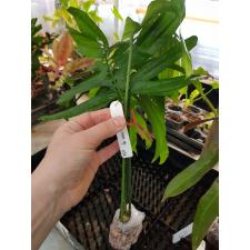 Monstera 'Bangsaphan Blue 434/1