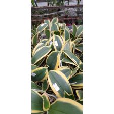 Phal. Chia E Yenlin (variegata) 2.5'' B31 octob