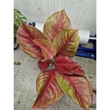 Aglaonema Diamond star