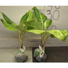 Аглаонема Серебряная Роза / Aglaonema Silver Rose A-72
