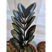 Zamioculcas zamiifolia SP (black leaf) 