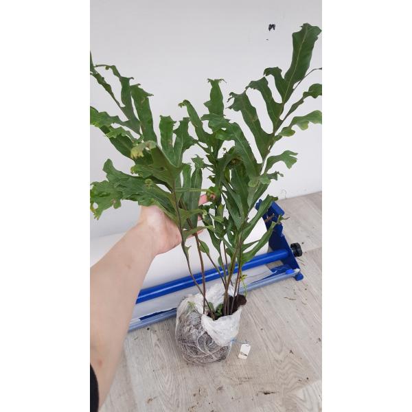 Дринария бонии "Крестед" / Drynaria bonii 'Crested'