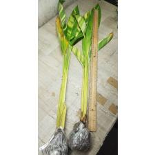 Heliconia 'Golden Torch' variegated 125/1