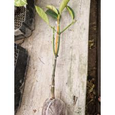 Garcinia mangostana (grafted) 