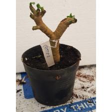 Adenium cristata