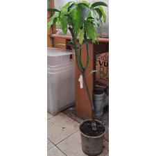 Мангифера индика 'Нам Док Май' / Mangifera indica 'Nam Doc Mai' 155