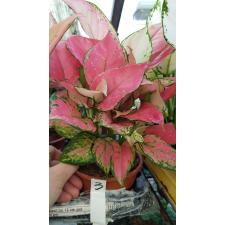 Aglaonema Pink sp 12 cm pot