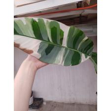 Musa variegated (White variegated) (Банан)