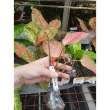 Aglaonema Valentine 135