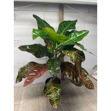 Codiaeum Tri Noosara 79 (L)