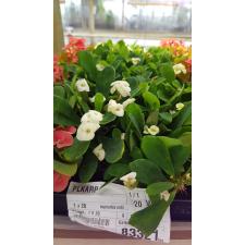 Euphorbia Milii white