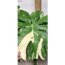 Monstera deliciosa Thai Constellation