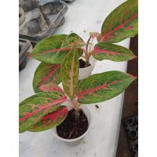 Aglaonema Red Wings стакан 550р