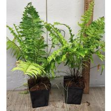 Нефролепис эксалтата 'Тигр' варегатный / Nephrolepis exaltata 'Tiger' variegated