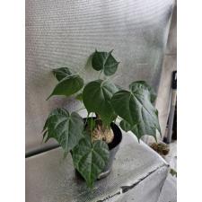sterculia colorata caudex round