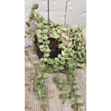 Dischidia nummularioides variegata 'Pebble Beach' (S)