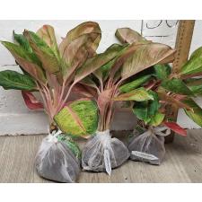 Аглаонема Мисс Мир / Aglaonema Miss world A-104