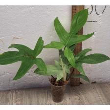 Филодендрон "Флорида Гост" мятный / Philodendron 'florida ghost' mint