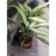 Dieffenbachia 'vesuvius' 17 cm pot 