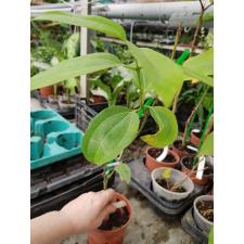 Cinnamomum zeylanicum verum 258