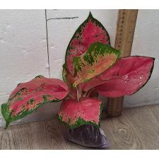 Аглаонема Чанг Данг - Розовая / Aglaonema Chang Dang - Pink A-25
