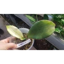 Сансевиерия эллиптика х масониана (Серебряная варегатность) / Sansevieria elliptica x masoniana (silver variegated)