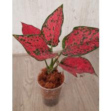 Aglaonema Magenta pot
