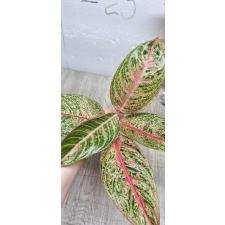 Aglaonema Diana A-116
