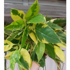 Fagraea fragrans (yellow variegated)(grafted) 131